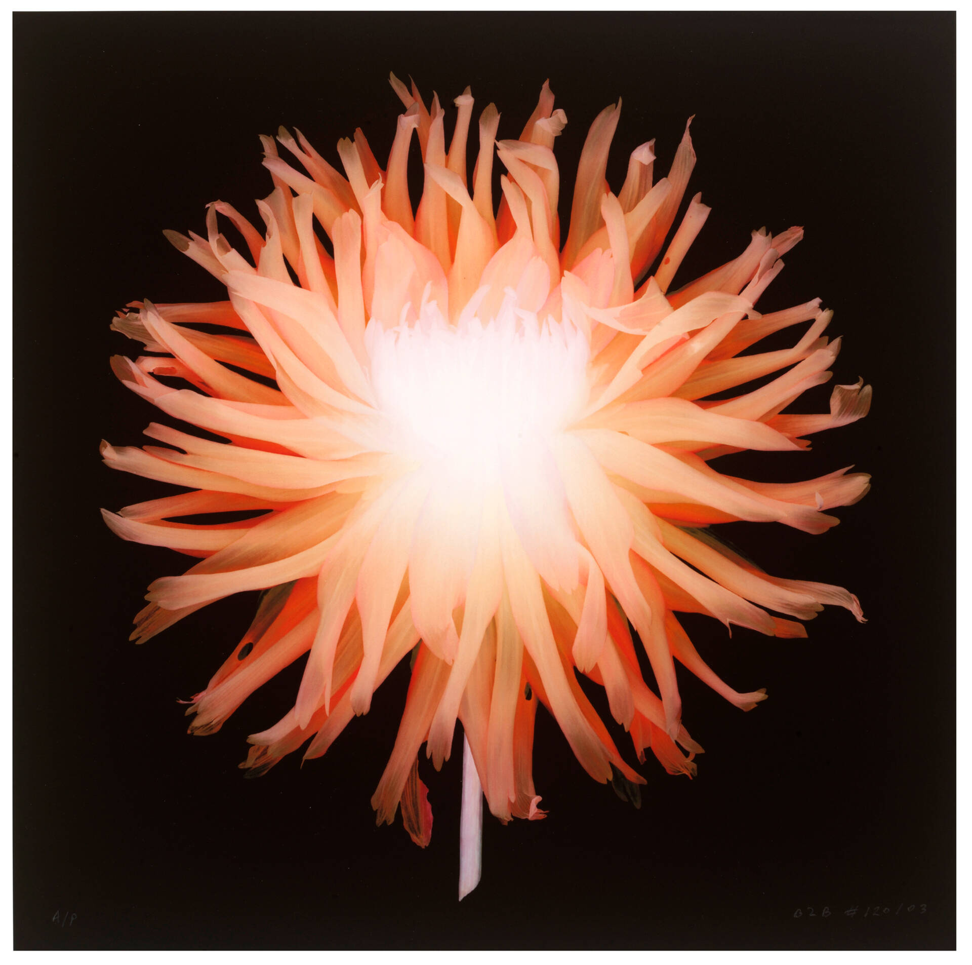 Cameraless photography · V&A