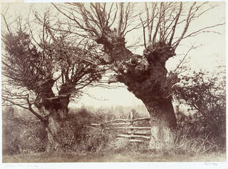 photograph